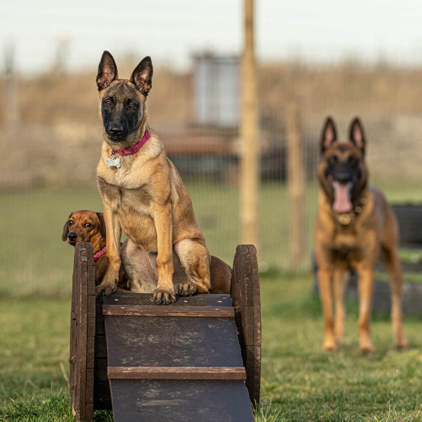 German Shepards on a Ramp