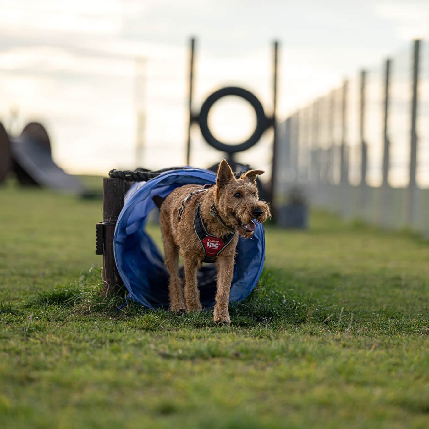 Dog in Tunnel