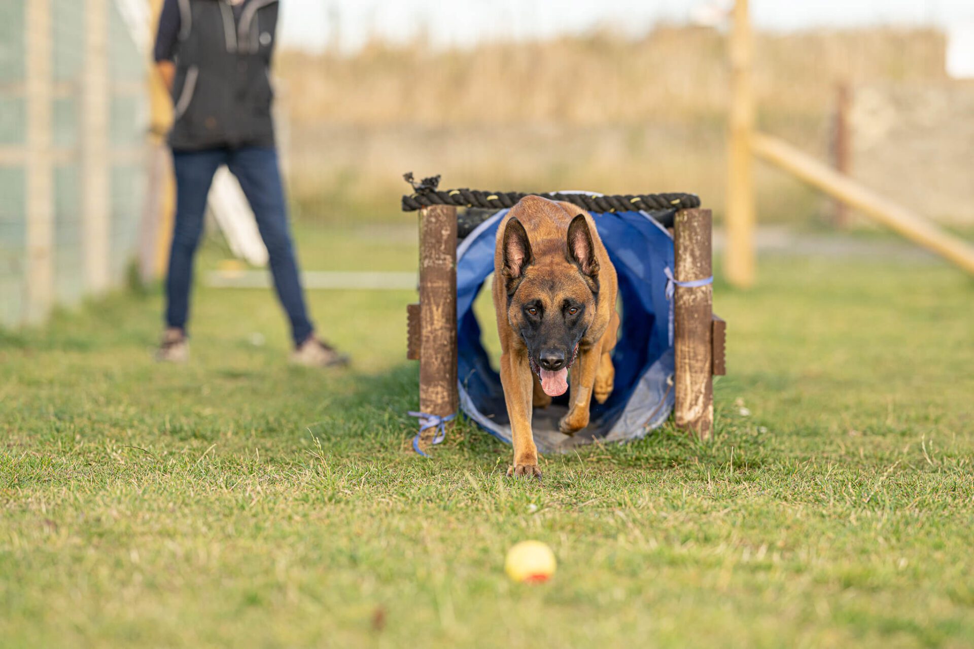 Dog Training