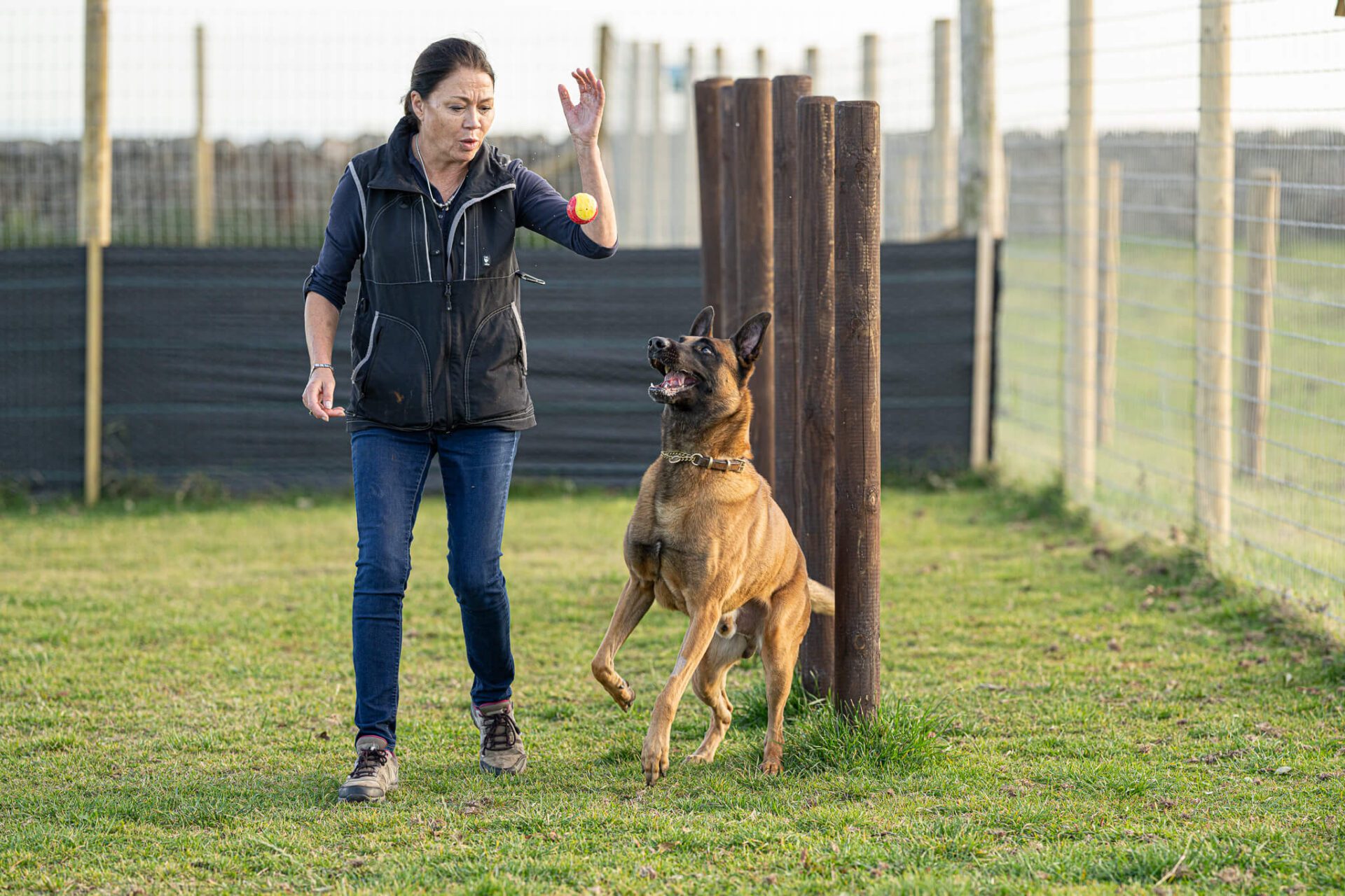 German Shepard Jumping for Treat