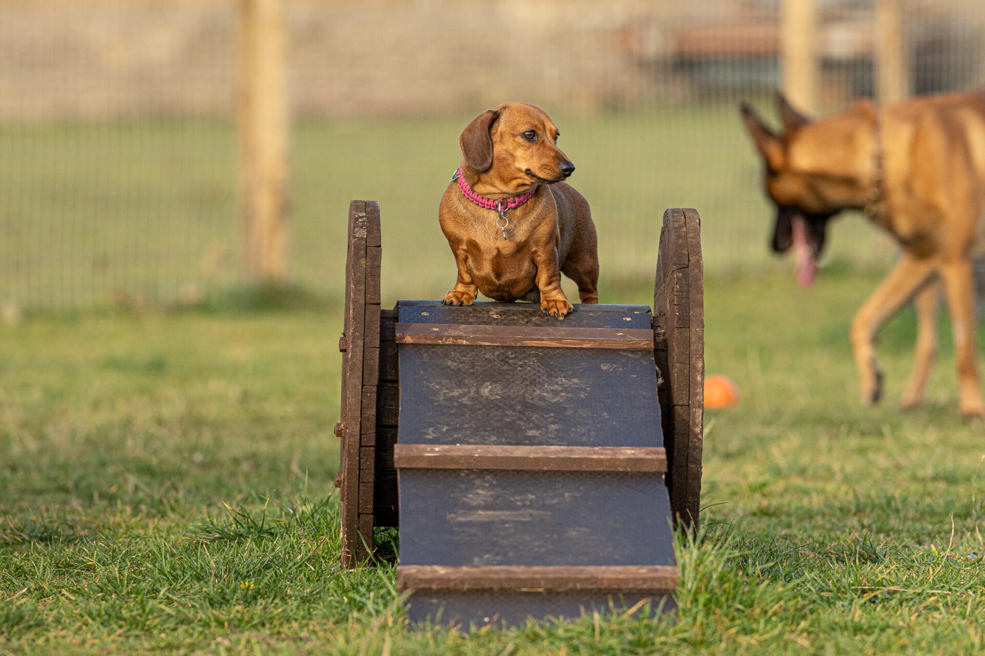 Dachshund on a Ramp