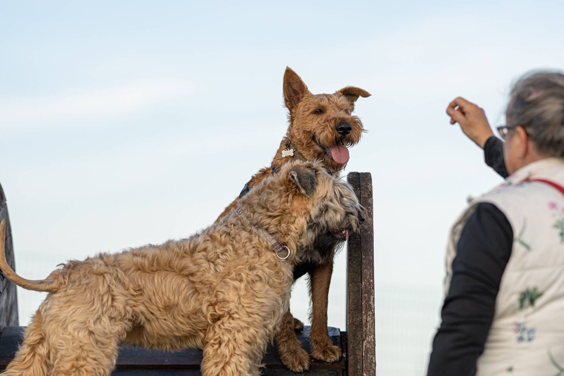 2 Dogs on a Ramp