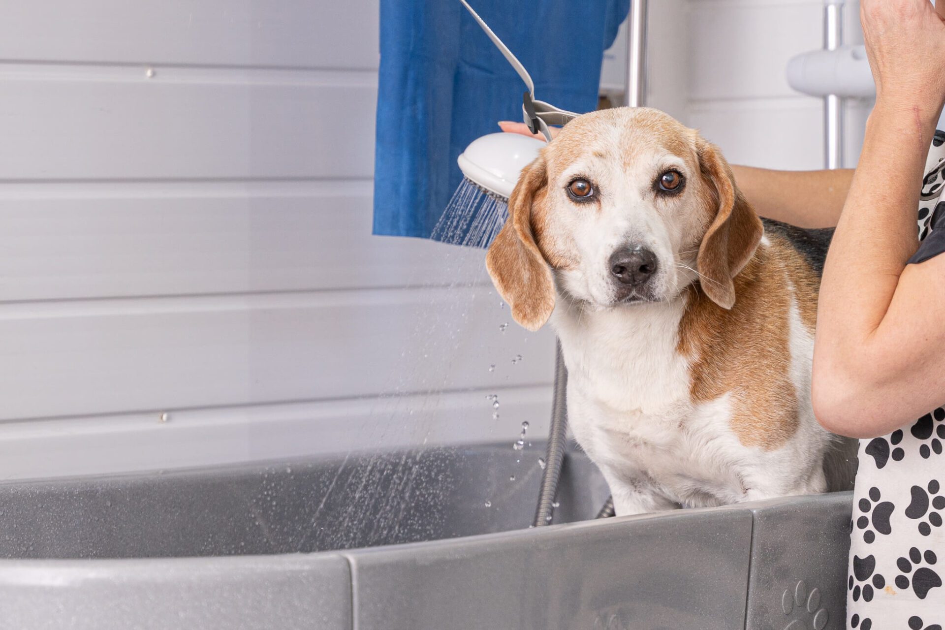 Dog getting a Shower