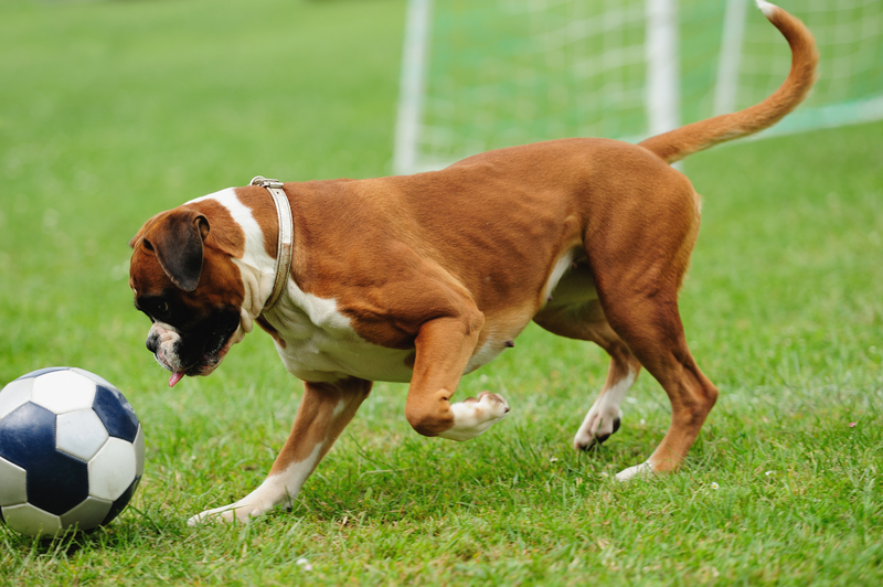 Boxer dog playing with ball on the green grass