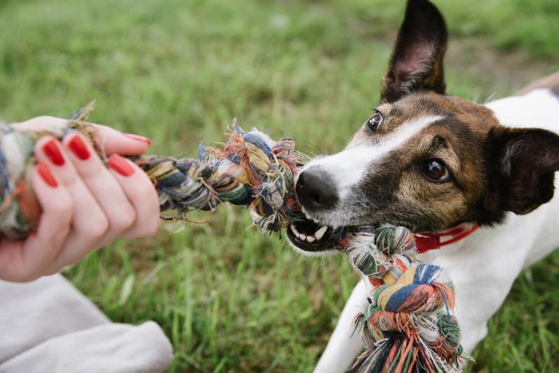 Dog play with rope in green grass